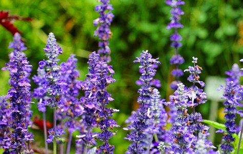 Medicinal plant green flowers