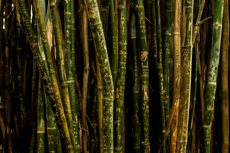 closeup photo of green bamboo sticks photo