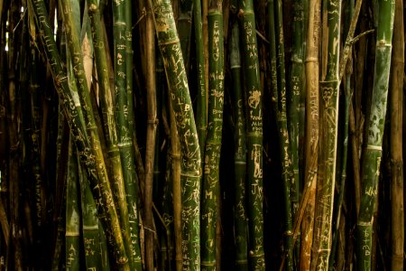 closeup photo of green bamboo sticks