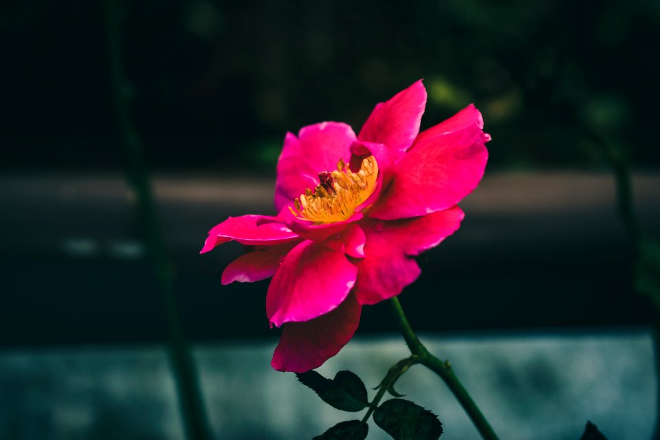 Mumbai, India, Nature