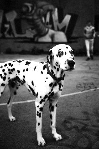 Harley Quinn great dane
