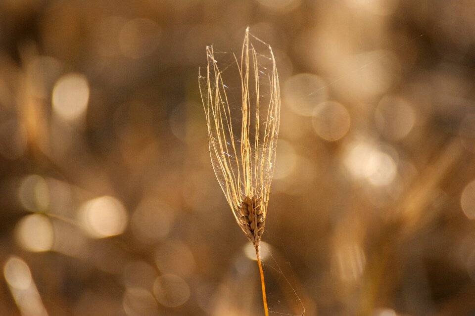 Agriculture harvest grain