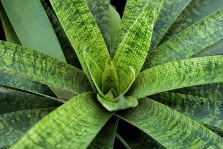 Tropical, Botanical, Green