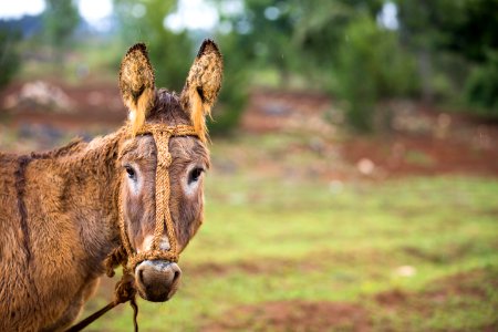 brown donkey standing on grass field