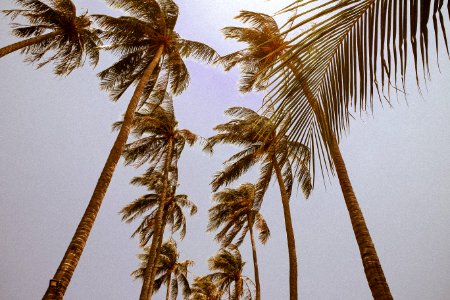 Vietnam, M i n , Phan thiet