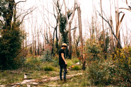 Newnes state forest, Newnes plateau, Australia