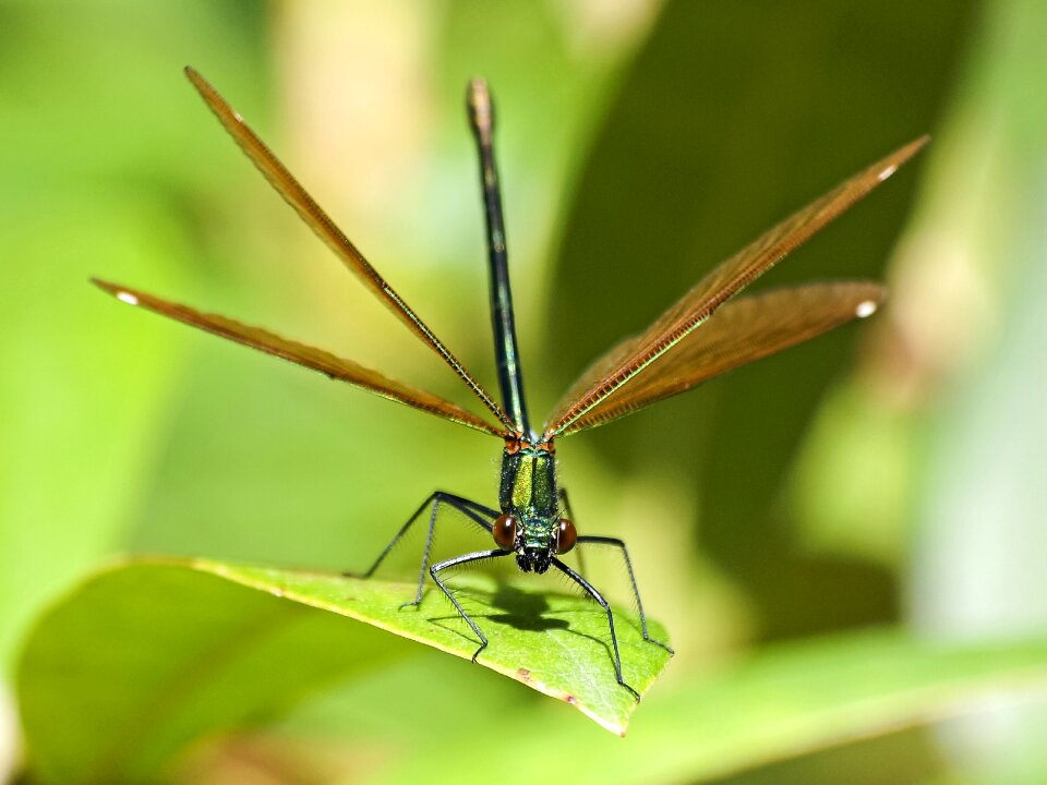 Insect nature animal