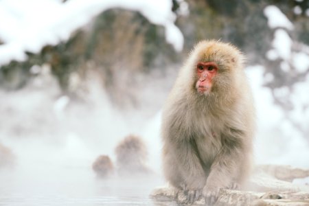 Japanese macaque sitting on rock selective focus photography photo