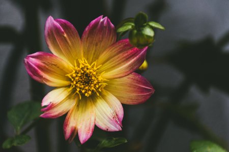 selective focus photography yellow and purple petaled flower photo