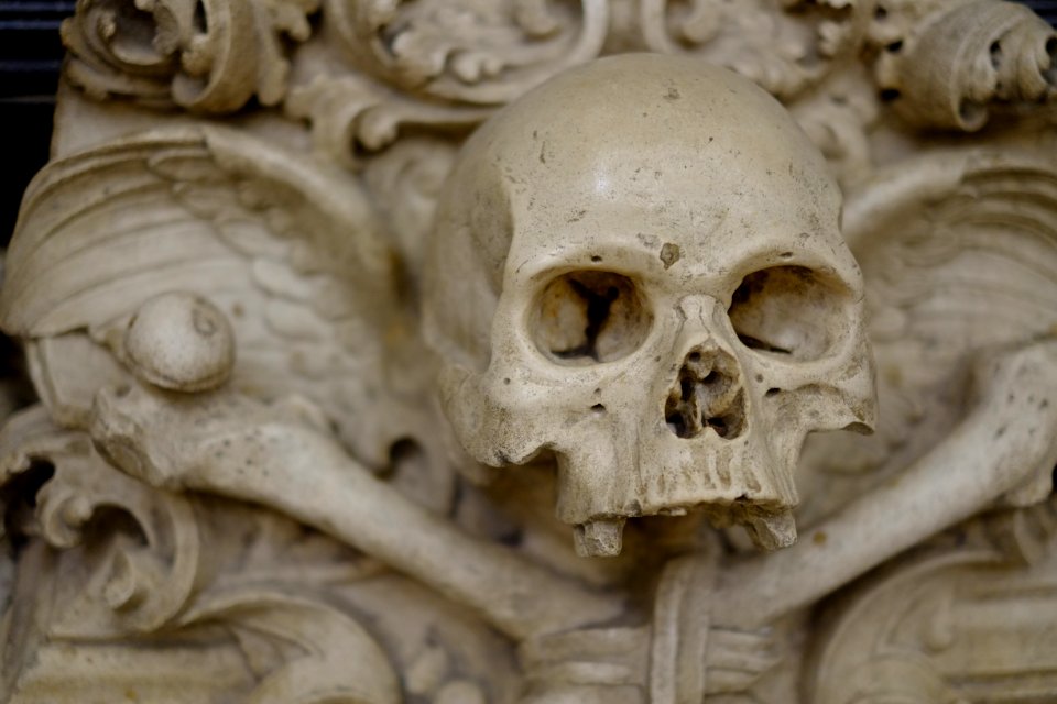 closeup photo of human skull