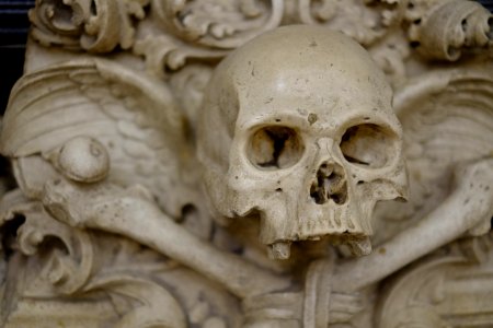 closeup photo of human skull