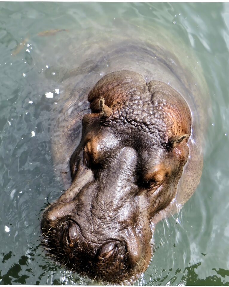 Hippopotamus amphibius herbivore savannah