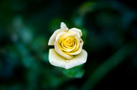 shallow focus photography of yellow flower photo