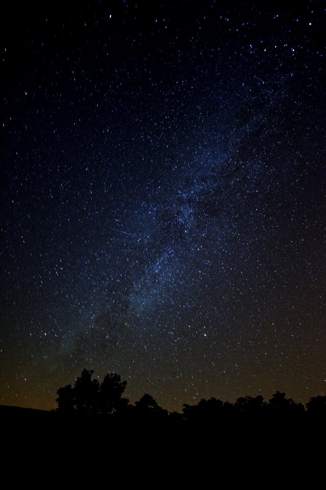 silhouette of trees under stars