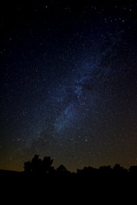 silhouette of trees under stars photo