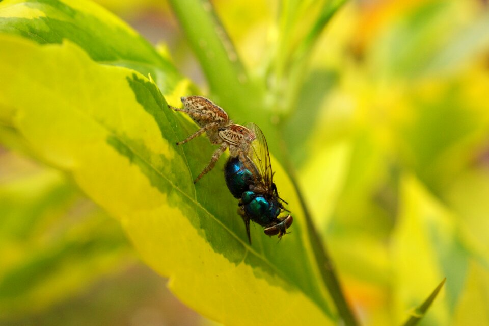 Field quindiano colombia