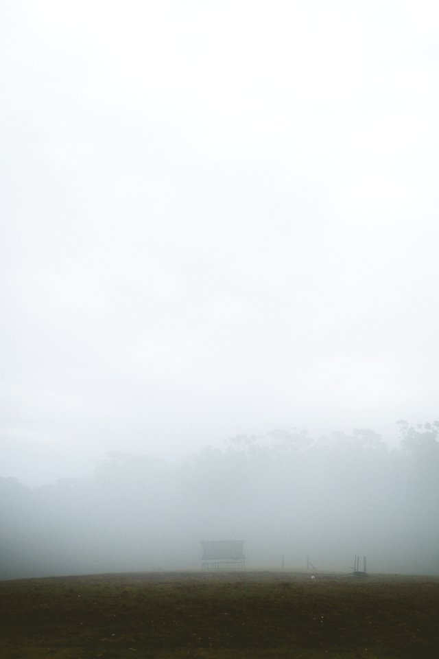 Forest, God, Trees