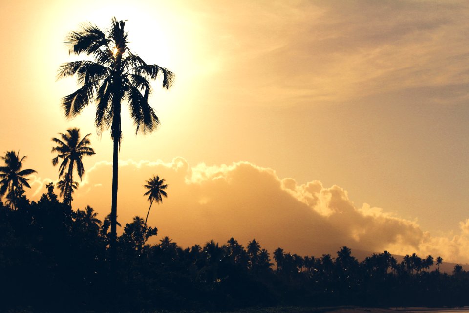 Palmtrees, Amazing, Sun