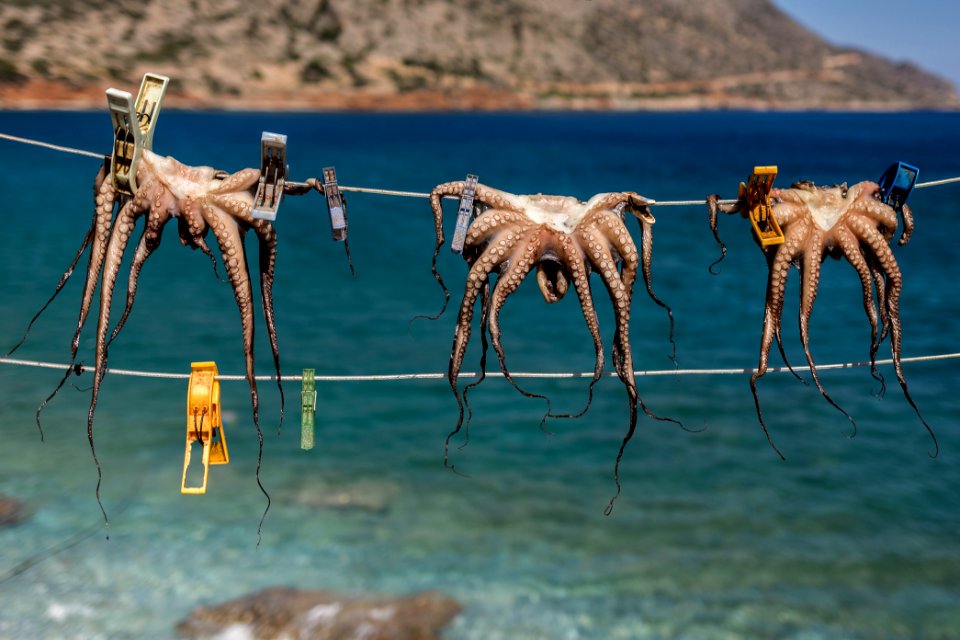 Blue, Greek, Octopus