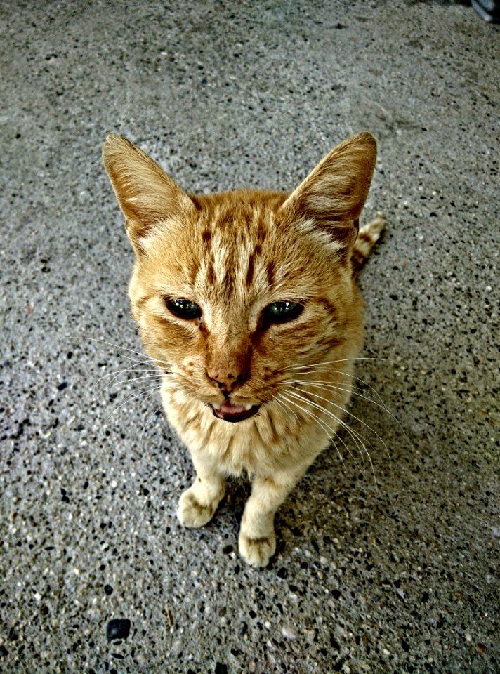 Animal, Oneplus, Orange