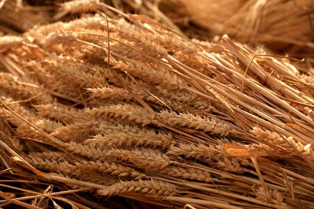 Cereals nature grains