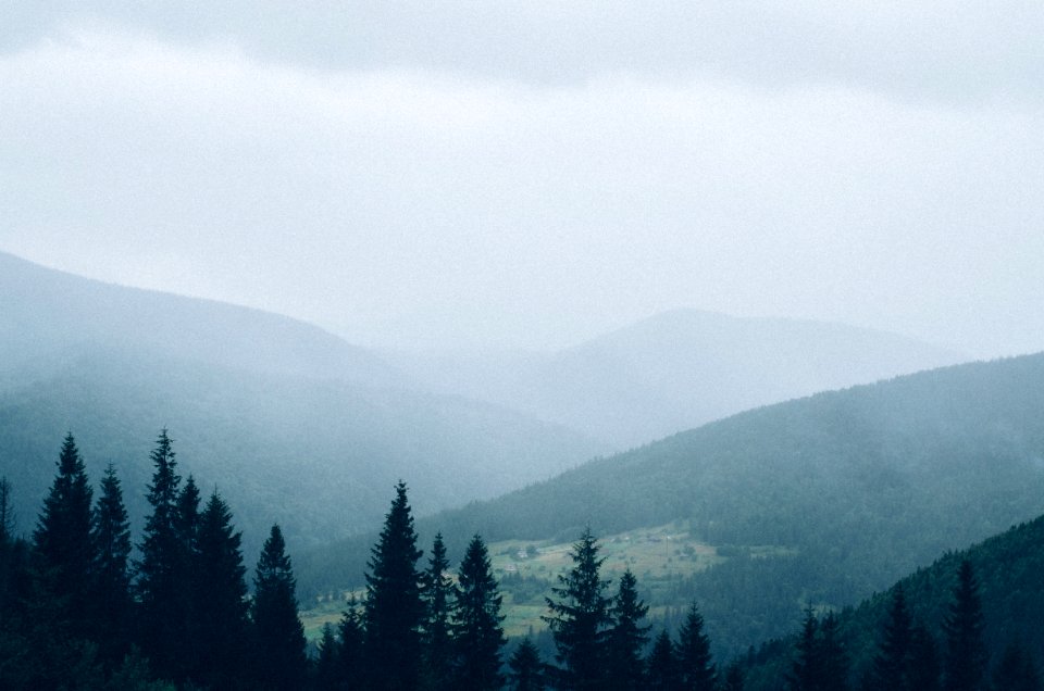 Yaremche, Ukraine, Forest