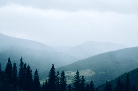 Yaremche, Ukraine, Forest