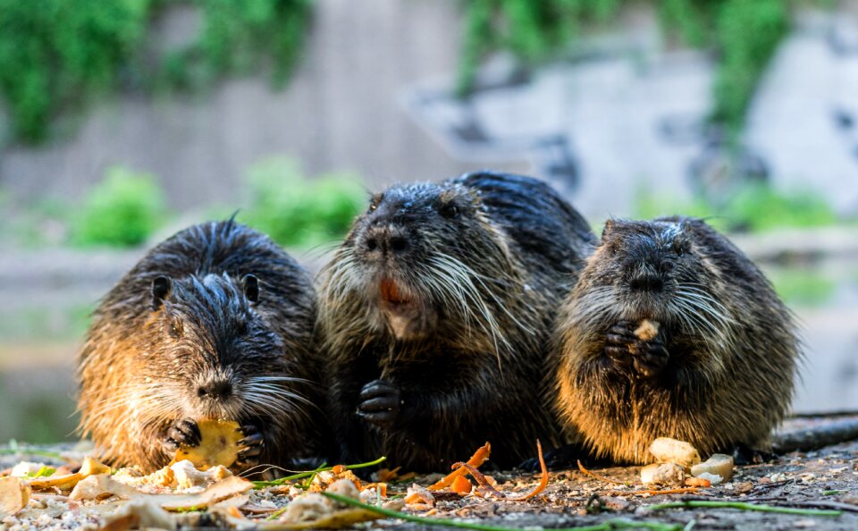 Animals nutria rat nutria