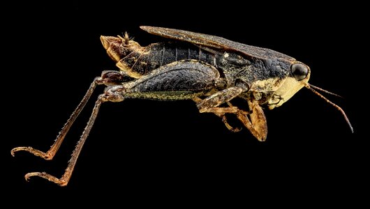 Tetrigidae grouse locust orthoptera