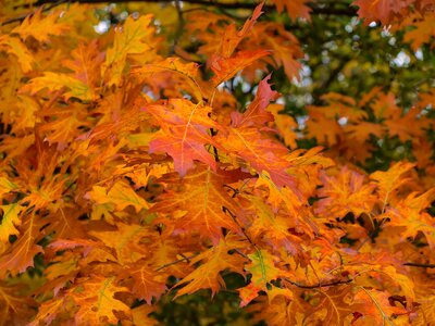 Autumn leaves tree leaf foliage photo