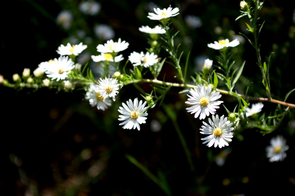 shallow focus photography of white dandelions