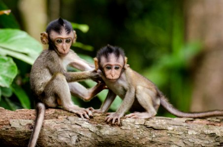 two baby monkeys on gray tree branch photo