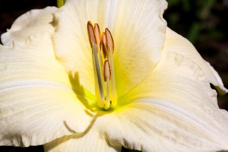 Flower plant nature