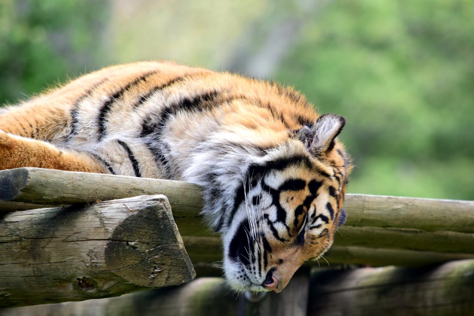 Lisbon, Portugal, Lisbonzoo