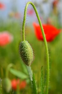 Field of poppies nature bud