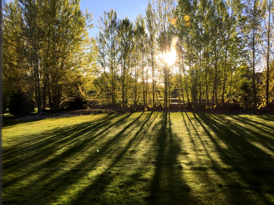 Rexburg, United states, Trees