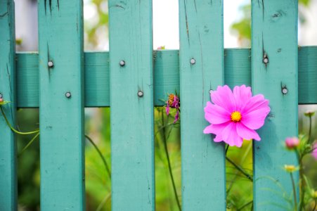 Flower, Fence photo