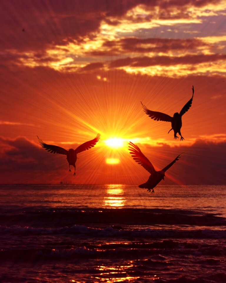 Sunset nature sun