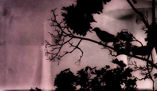 Bird silhouette, Leaves, Birds