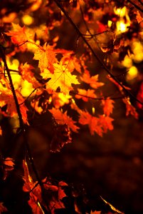 Orange, Yellow, Sun