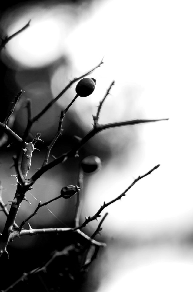 Rosehip, Nature, Winter