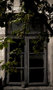 Window, Leaves