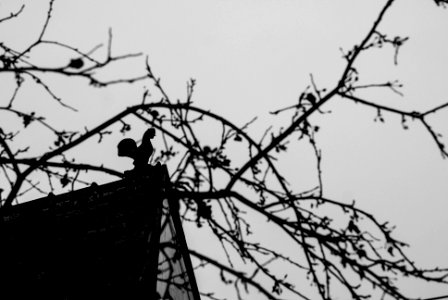 Trgu mure, Romania, Guardian