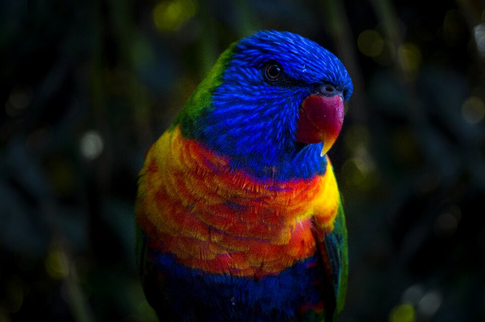 Colorful colourful macro