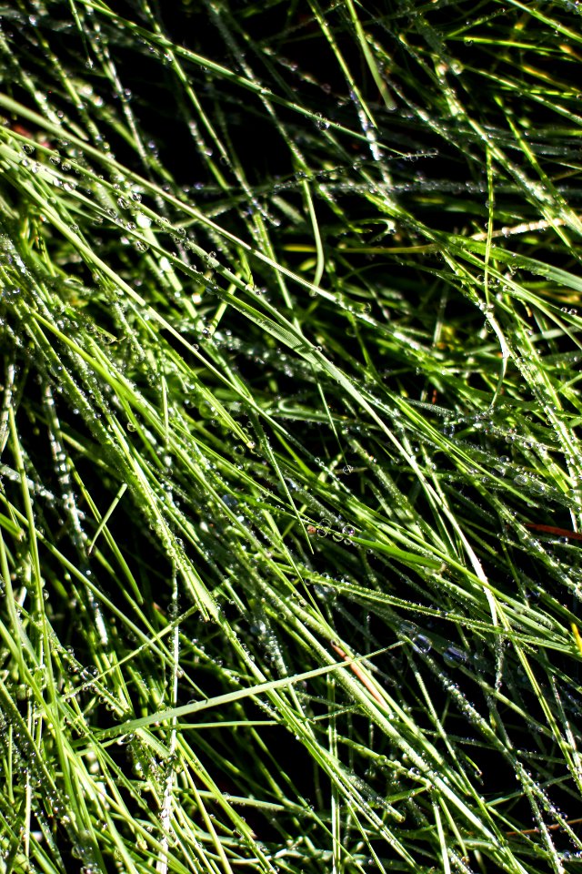 Nature, Green, Frost
