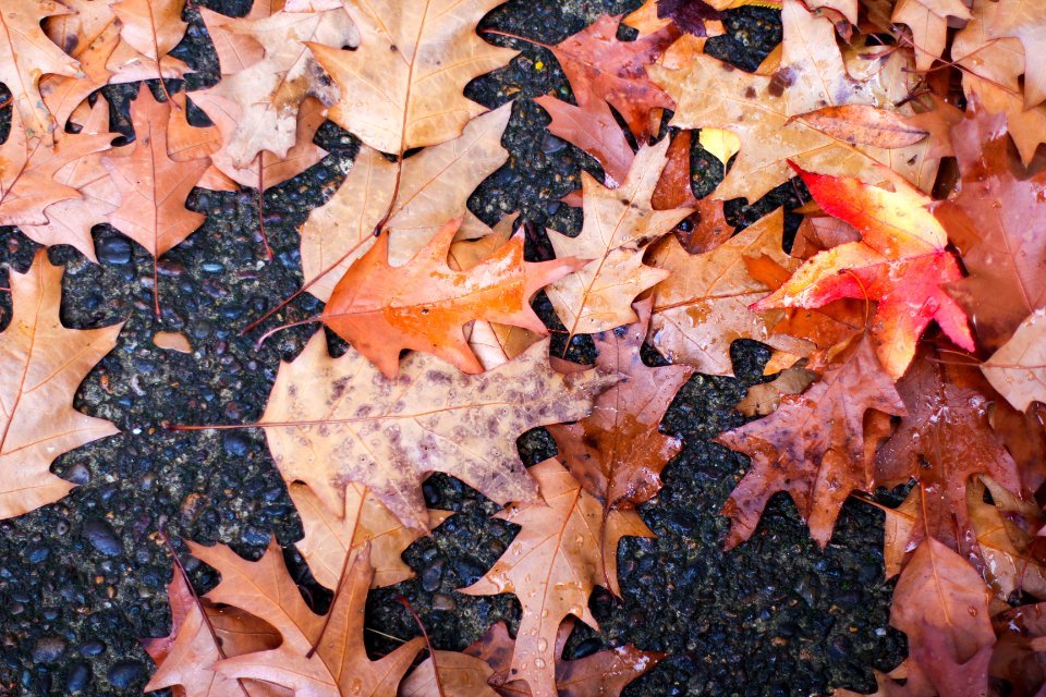 Keizer, United states, Colorful