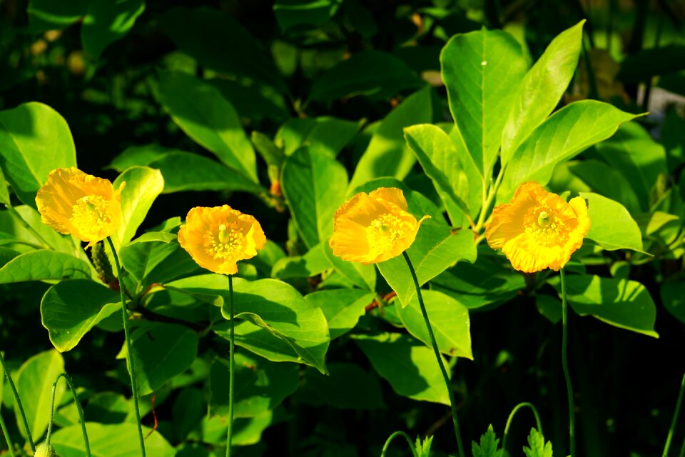 Flowering flower garden yellow flowers