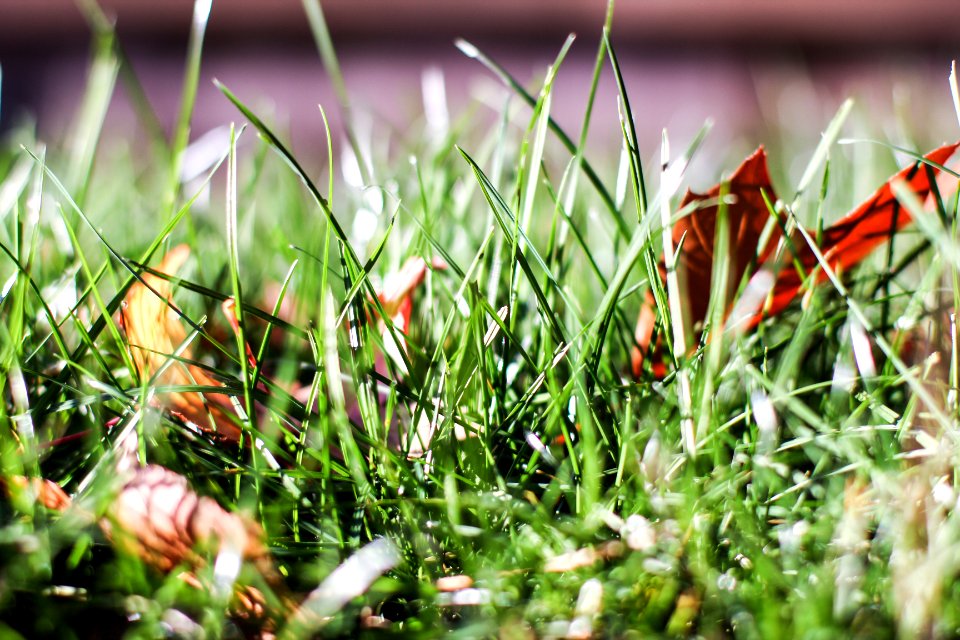 Leaves, Weeds, Fall