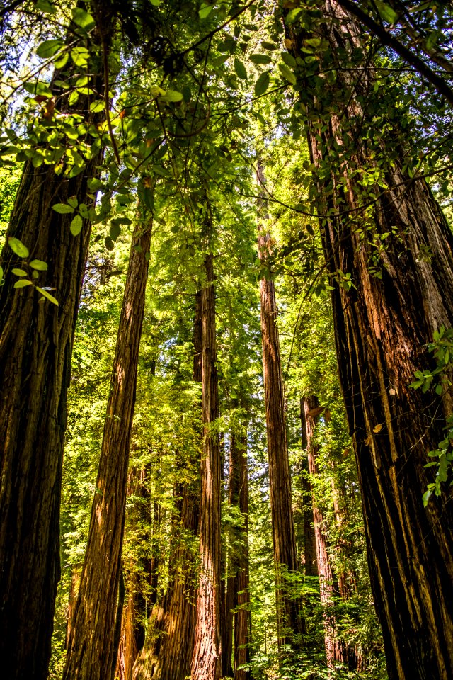 Muir woods national monument, Mill valley, United states