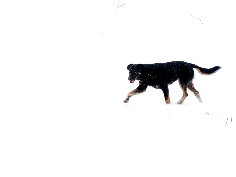 Rinning, Black, Snow